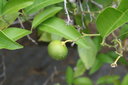 gal/cro 08/_thb_small-IMG_4711.JPG